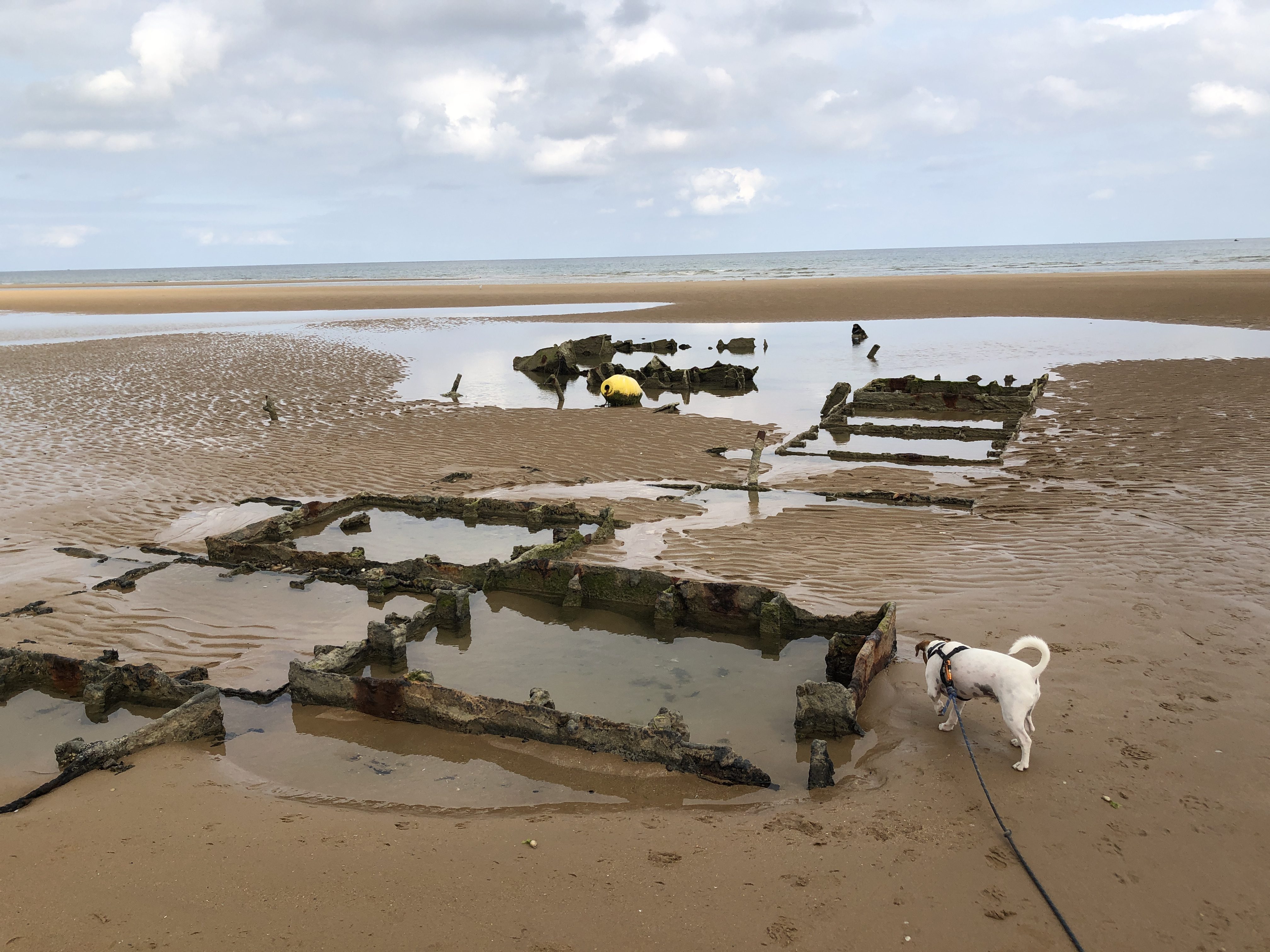 Omaha Beach avec son chien Voyager en Normandie avec son chien